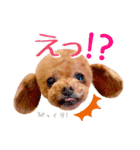 かわいいワンコのリアルスタンプ〜日常編〜（個別スタンプ：24）