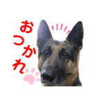 素敵なわんこ（個別スタンプ：9）