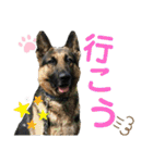 素敵なわんこ（個別スタンプ：11）
