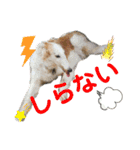 素敵なわんこ（個別スタンプ：16）