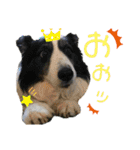 素敵なわんこ（個別スタンプ：20）
