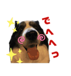 素敵なわんこ（個別スタンプ：23）