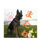 素敵なわんこ（個別スタンプ：24）