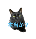 黒猫ふてぶてレオにゃん君（個別スタンプ：1）