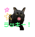 黒猫ふてぶてレオにゃん君（個別スタンプ：9）