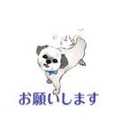 かわいいシーズー犬「ぺろ」（個別スタンプ：1）