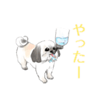 かわいいシーズー犬「ぺろ」（個別スタンプ：5）