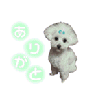 トイプードル ココたんの日常（個別スタンプ：7）