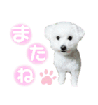 トイプードル ココたんの日常（個別スタンプ：24）