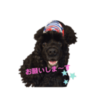 黒コッカー  チョコ＆おともだち2（個別スタンプ：7）
