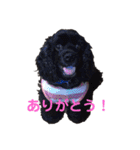 黒コッカー  チョコ＆おともだち2（個別スタンプ：9）