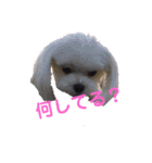黒コッカー  チョコ＆おともだち2（個別スタンプ：11）
