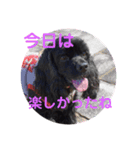黒コッカー  チョコ＆おともだち2（個別スタンプ：13）