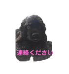 黒コッカー  チョコ＆おともだち2（個別スタンプ：14）