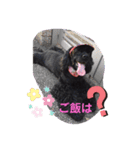 黒コッカー  チョコ＆おともだち2（個別スタンプ：18）