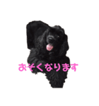 黒コッカー  チョコ＆おともだち2（個別スタンプ：19）