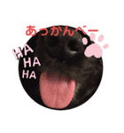 黒コッカー  チョコ＆おともだち2（個別スタンプ：20）