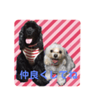 黒コッカー  チョコ＆おともだち2（個別スタンプ：22）