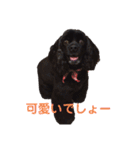 黒コッカー  チョコ＆おともだち2（個別スタンプ：24）