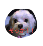 黒コッカー  チョコ＆おともだち2（個別スタンプ：25）