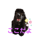 黒コッカー  チョコ＆おともだち2（個別スタンプ：31）