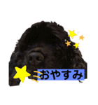 黒コッカー  チョコ＆おともだち2（個別スタンプ：32）