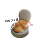 チワワのスローディズ（個別スタンプ：20）