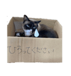 CONANの日々（個別スタンプ：4）
