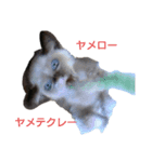CONANの日々（個別スタンプ：7）