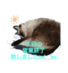 CONANの日々（個別スタンプ：8）