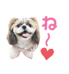 シーズー小豆8（個別スタンプ：1）