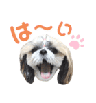 シーズー小豆8（個別スタンプ：3）