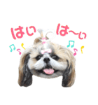 シーズー小豆8（個別スタンプ：4）
