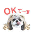 シーズー小豆8（個別スタンプ：5）
