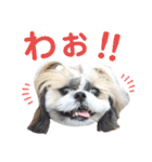 シーズー小豆8（個別スタンプ：10）