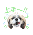 シーズー小豆8（個別スタンプ：11）