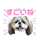シーズー小豆8（個別スタンプ：12）