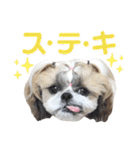 シーズー小豆8（個別スタンプ：13）
