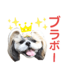 シーズー小豆8（個別スタンプ：14）