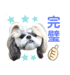 シーズー小豆8（個別スタンプ：16）