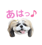 シーズー小豆8（個別スタンプ：17）