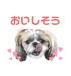 シーズー小豆8（個別スタンプ：22）