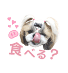 シーズー小豆8（個別スタンプ：24）