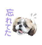 シーズー小豆8（個別スタンプ：30）