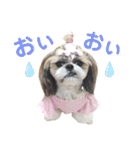 シーズー小豆8（個別スタンプ：32）