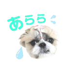 シーズー小豆8（個別スタンプ：33）