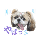 シーズー小豆8（個別スタンプ：34）