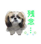 シーズー小豆8（個別スタンプ：37）