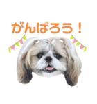シーズー小豆8（個別スタンプ：40）