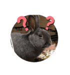 ANIMALᙏ̤̫͚（個別スタンプ：1）